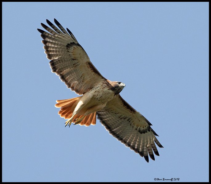 _0SB1730 red-tailed hawk.jpg